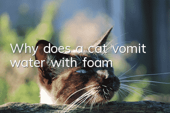 Why does a cat vomit water with foam?