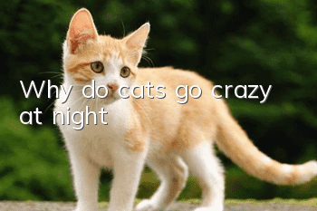 Why do cats go crazy at night?
