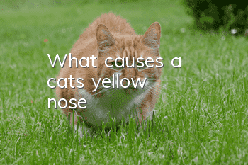 What causes a cat's yellow nose?