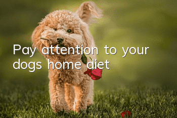 Pay attention to your dog’s home diet
