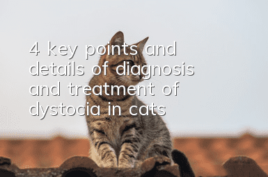4 key points and details of diagnosis and treatment of dystocia in cats
