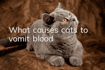 What causes cats to vomit blood?