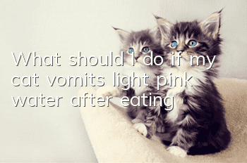 What should I do if my cat vomits light pink water after eating?