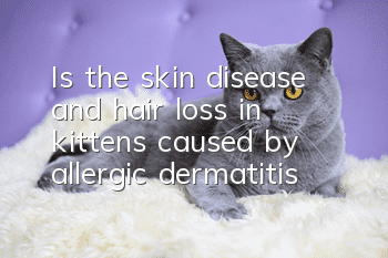 Is the skin disease and hair loss in kittens caused by allergic dermatitis?