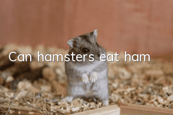 Can hamsters eat ham?