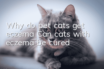 Why do pet cats get eczema? Can cats with eczema be cured?