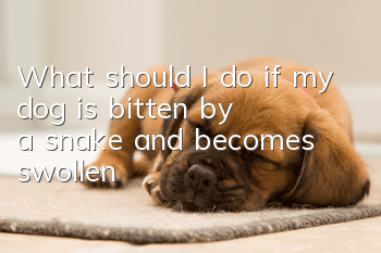 What should I do if my dog ​​is bitten by a snake and becomes swollen?