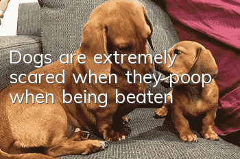 Dogs are extremely scared when they poop when being beaten