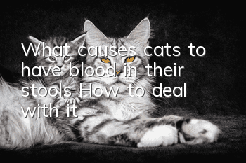 What causes cats to have blood in their stools? How to deal with it?