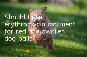 Should I use erythromycin ointment for red and swollen dog balls?