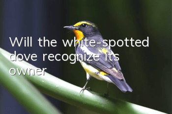 Will the white-spotted dove recognize its owner?
