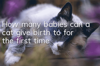 How many babies can a cat give birth to for the first time?