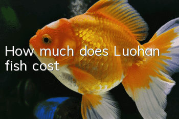How much does Luohan fish cost?