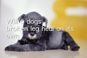 Will a dog's broken leg heal on its own?