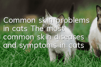 Common skin problems in cats The most common skin diseases and symptoms in cats