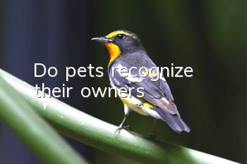 Do pets recognize their owners?
