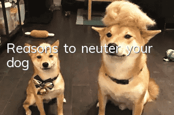 Reasons to neuter your dog