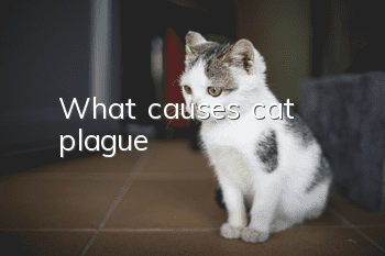 What causes cat plague?