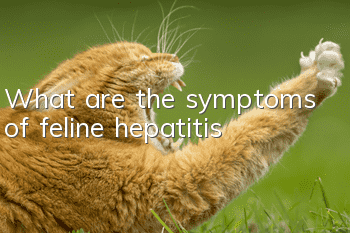 What are the symptoms of feline hepatitis?