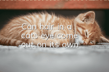 Can hair in a cat's eye come out on its own?