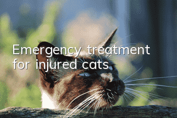 Emergency treatment for injured cats