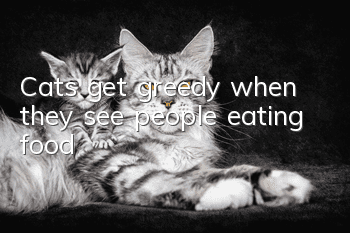 Cats get greedy when they see people eating food