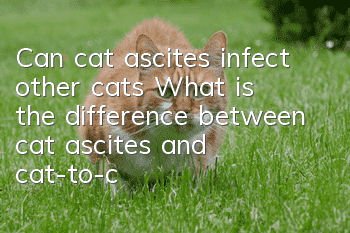 Can cat ascites infect other cats? What is the difference between cat ascites and cat-to-cat transmission?