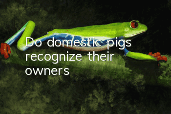 Do domestic pigs recognize their owners?