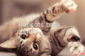The cat's back arches