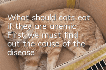 What should cats eat if they are anemic? First, we must find out the cause of the disease