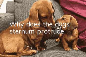 Why does the dog’s sternum protrude?