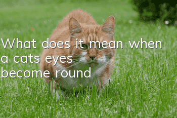 What does it mean when a cat's eyes become round?
