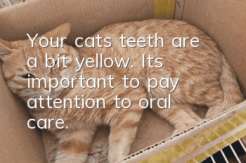 Your cat’s teeth are a bit yellow. It’s important to pay attention to oral care.