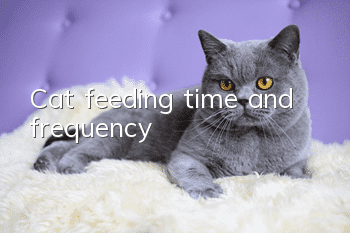 Cat feeding time and frequency
