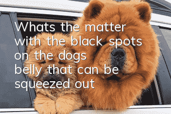 What's the matter with the black spots on the dog's belly that can be squeezed out?