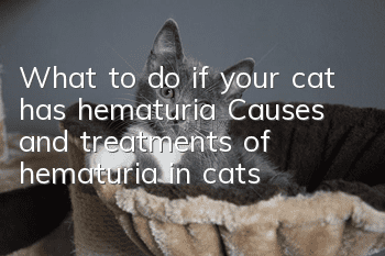 What to do if your cat has hematuria? Causes and treatments of hematuria in cats