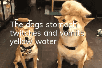 The dog's stomach twitches and vomits yellow water