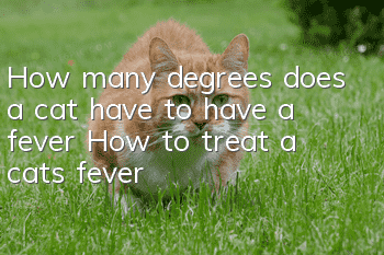 How many degrees does a cat have to have a fever? How to treat a cat’s fever
