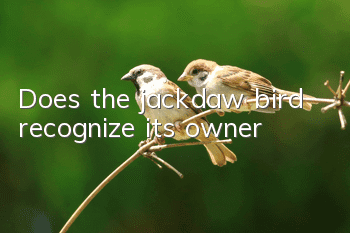 Does the jackdaw bird recognize its owner?