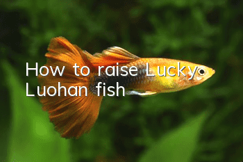 How to raise Lucky Luohan fish