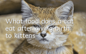What food does a cat eat after giving birth to kittens?