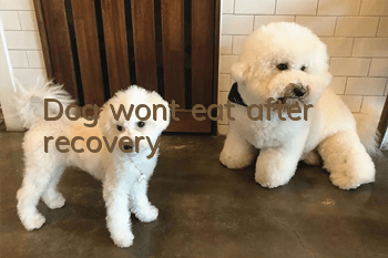 Dog won’t eat after recovery
