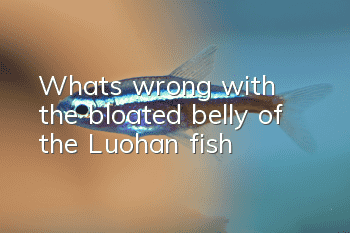 What's wrong with the bloated belly of the Luohan fish?