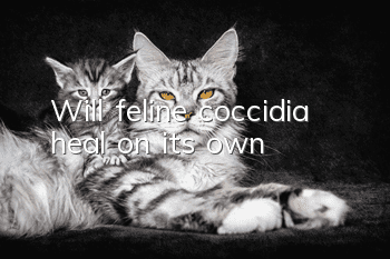 Will feline coccidia heal on its own?