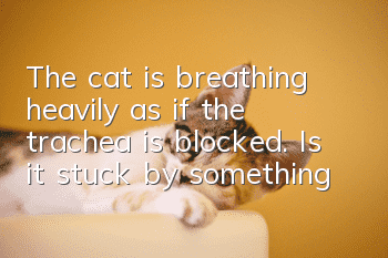 The cat is breathing heavily, as if the trachea is blocked. Is it stuck by something?