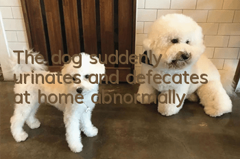 The dog suddenly urinates and defecates at home abnormally