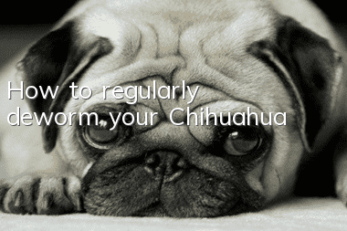 How to regularly deworm your Chihuahua