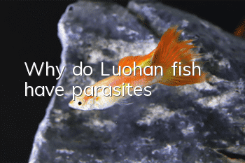Why do Luohan fish have parasites?