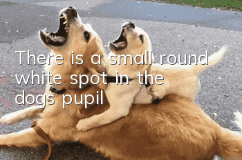 There is a small round white spot in the dog’s pupil