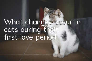 What changes occur in cats during their first love period?